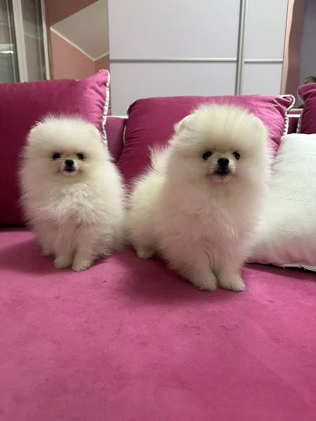 Pomeranac prelepi štenci