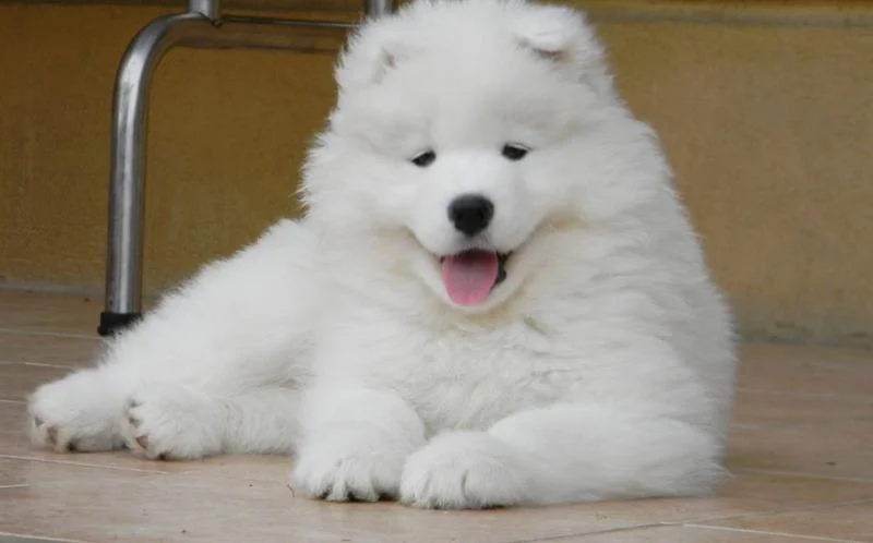 Samojed i sibirski haski stenci na prodaju