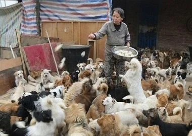 Старици се грижат за 1300 напуштени кучиња