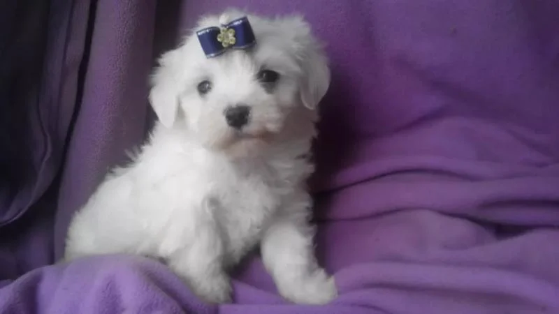 Bichon i bolonjezer stenci na prodaju
