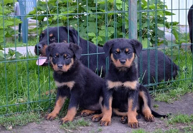 Rotvajler i doberman stenci na prodaju