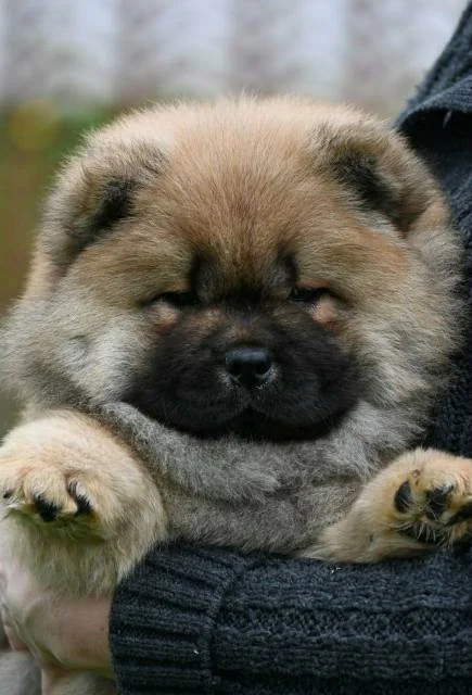 Chow Chow Cau Cau Čau Čau