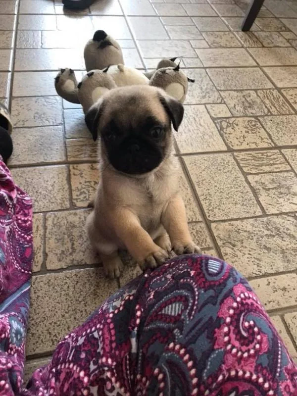 Mops Pug kuce
