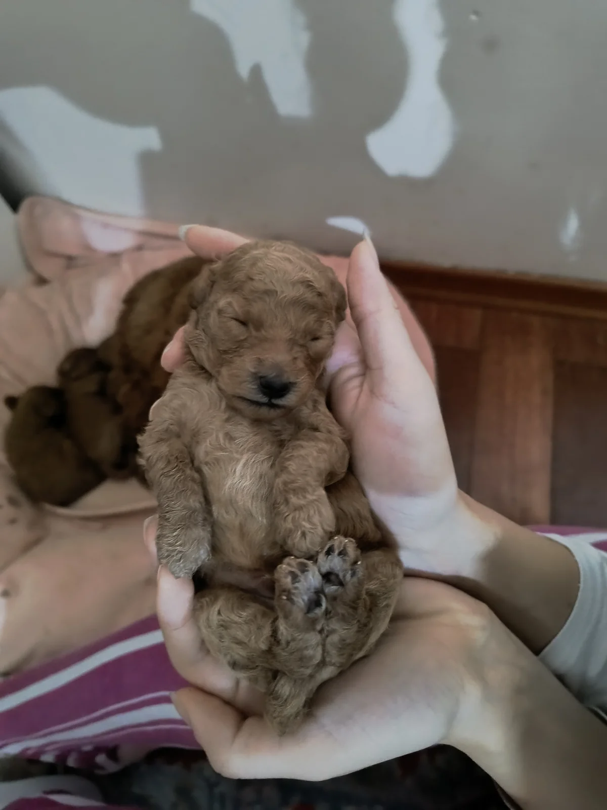 Apricot miniature poodle