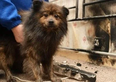 Куче спасило цело семејство од пожар