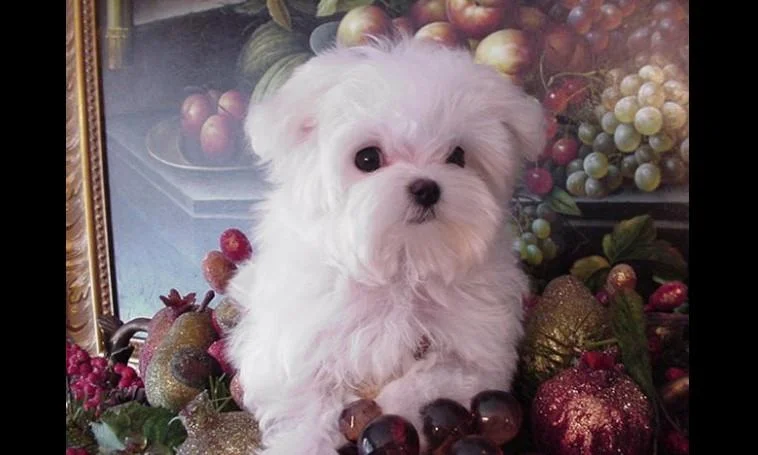 Maltezer i coton de tulear stenci na prodaju