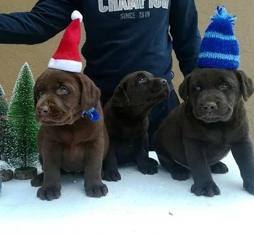 Labrador, čokoladni štenci