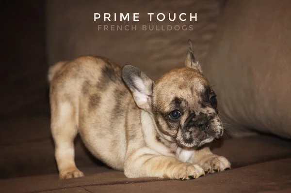 Francuski Buldog - Egzoticni stenci