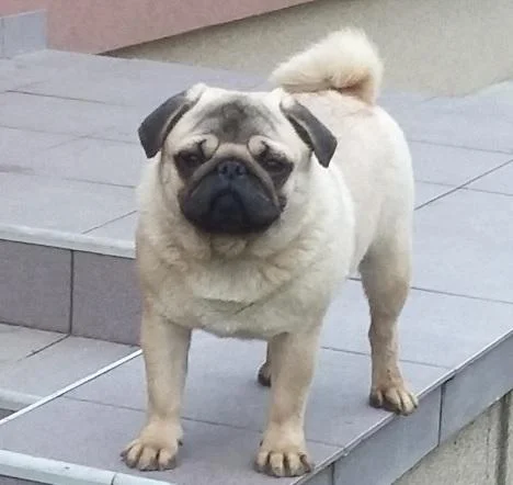 Mops mužjak spreman za parenje