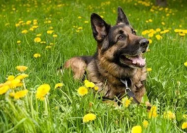 7 пролетни совети за сопствениците на кучиња