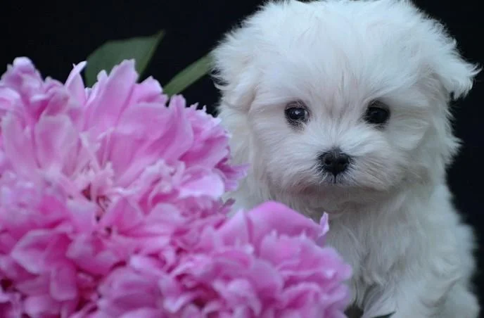 Bichon i bolonjezer stenci na prodaju