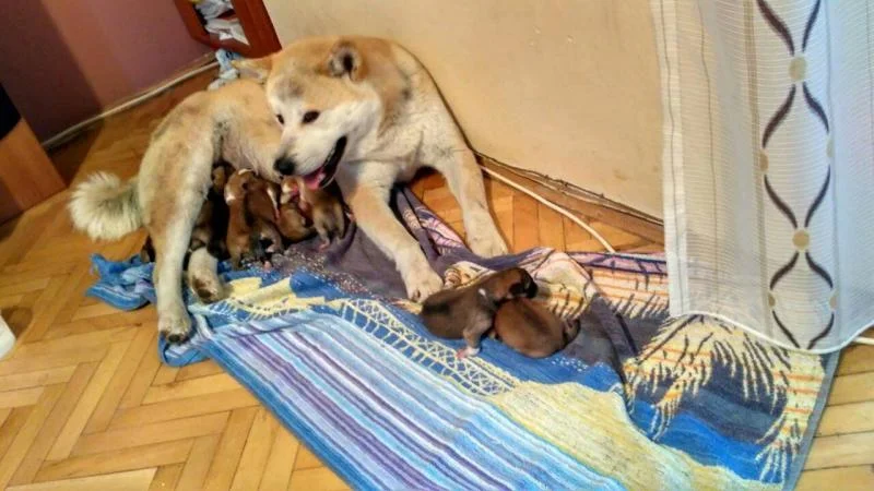 Prodavam kucenca Japonska Akita Inu