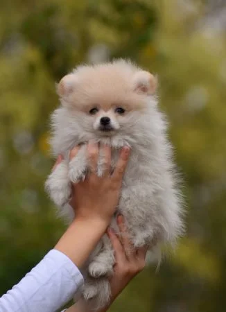 Pomeranian - Pomeranci
