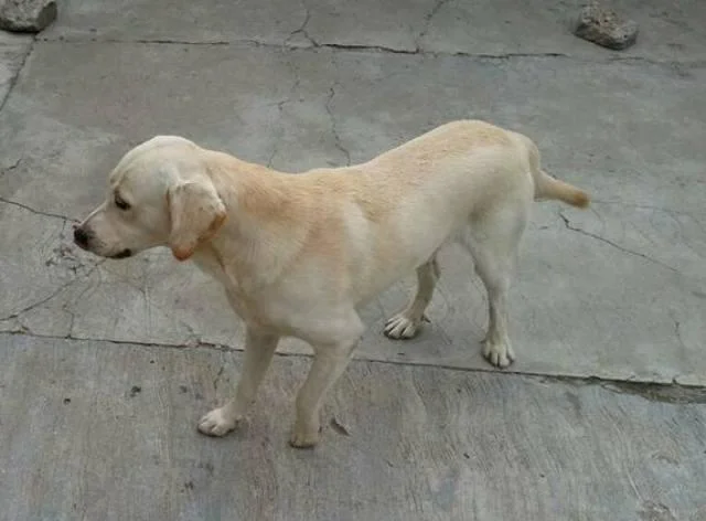 Labrador, muzjak i zenka