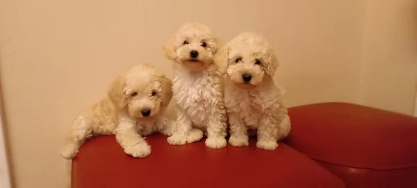 Toy Pudle bele boje
