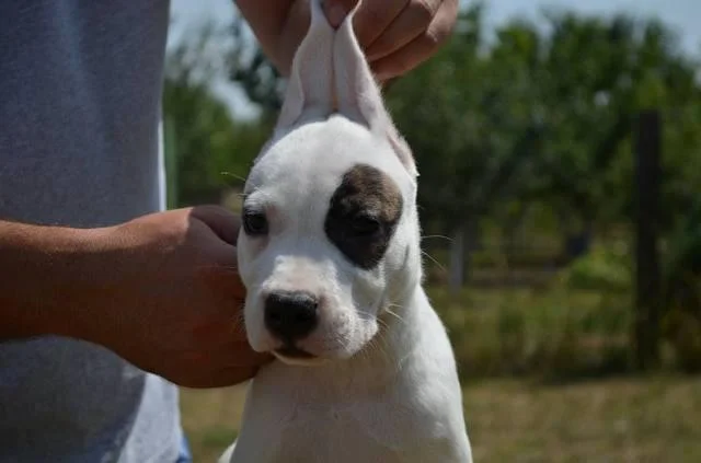 Dogo Argentino, štenci