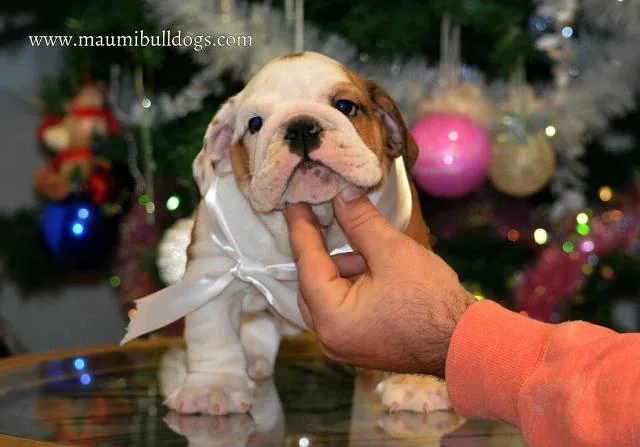 Engleski buldog