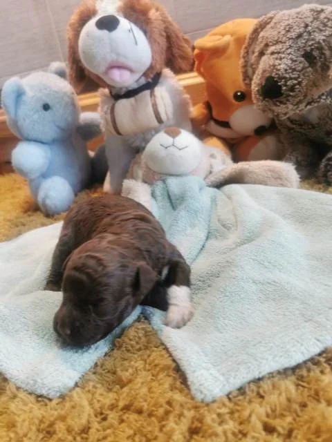 Lagotto Romagnolo, rezervacija štenaca