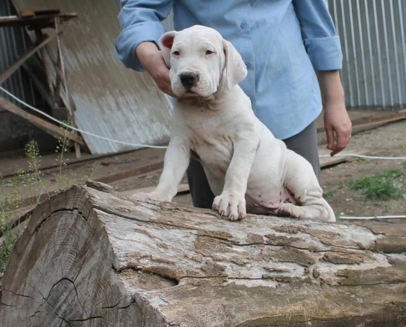 Dogo argentino i bulterijer stenci na prodaju
