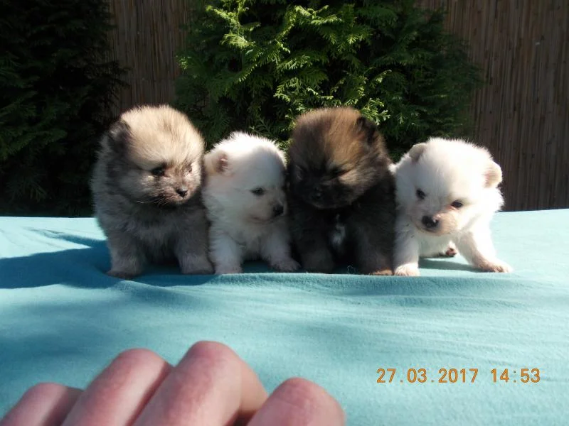 Pomeranian-BOO štenci