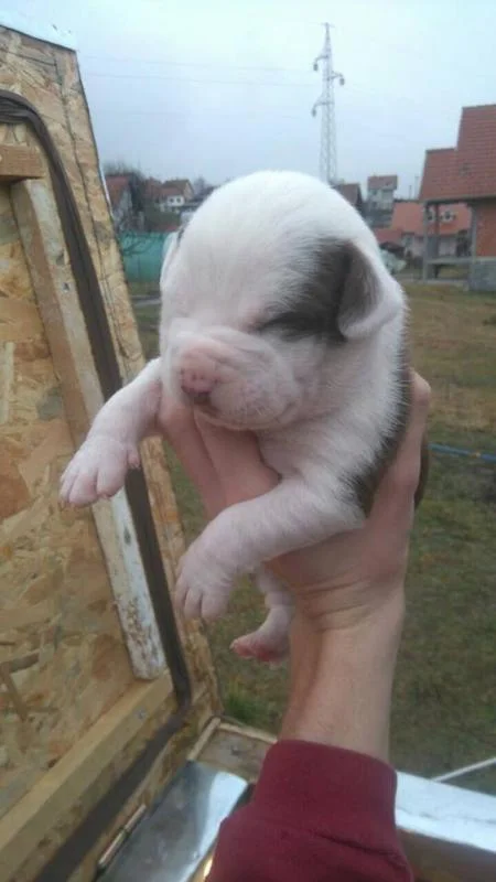 Stenci Pit Bull-a na prodaju