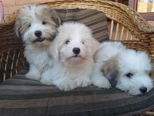 Coton de tulear, Tulearski pas štenci