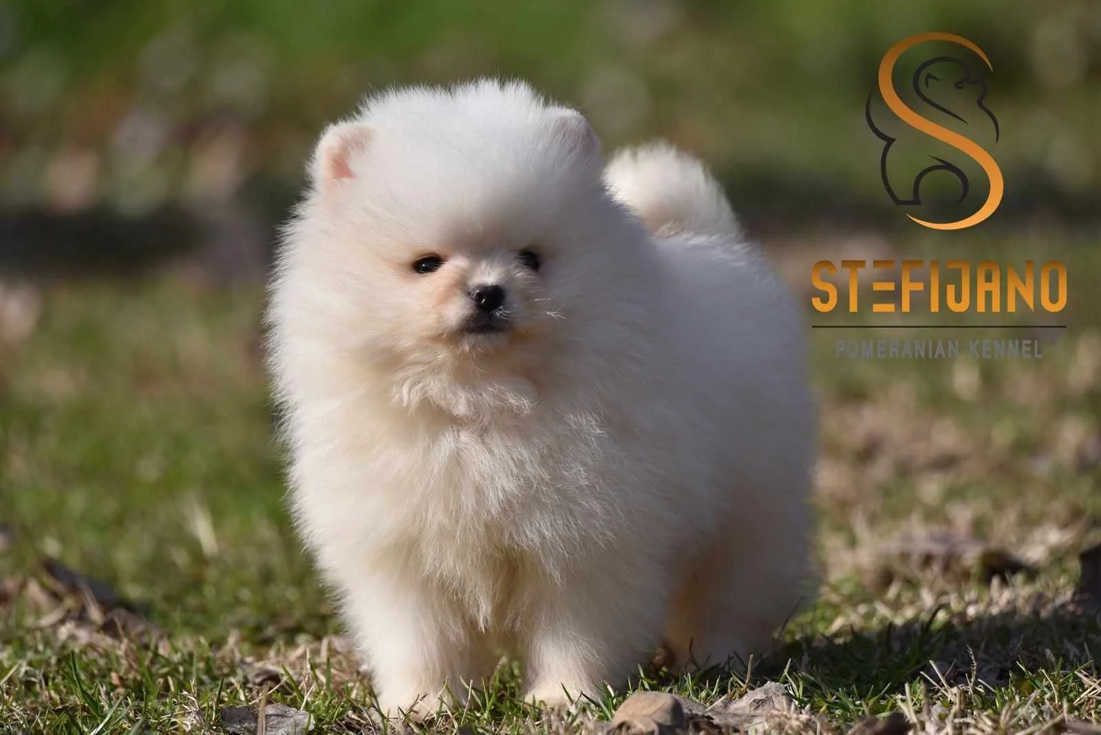 Pomeranac Boo ženkica