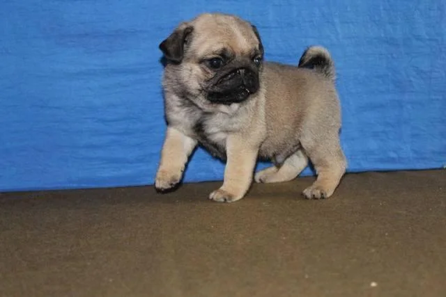 Mops, štenci