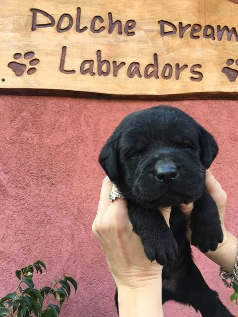 Labrador retriver štenci