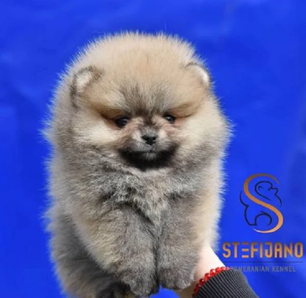 Pomeranac Boo, vrhunski štenci pomeranaca