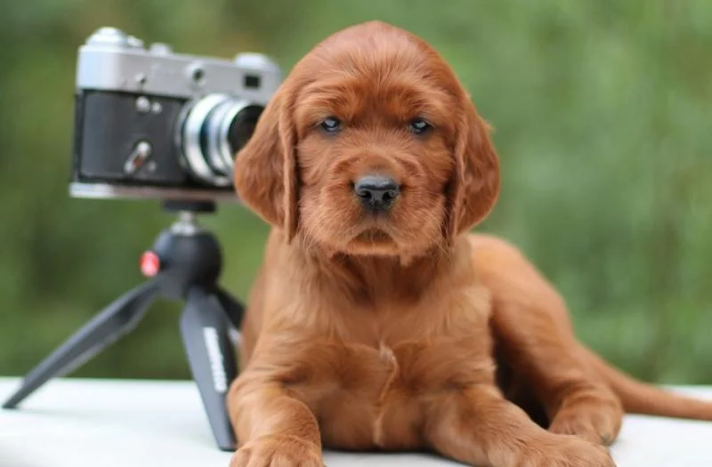 Irski seter i engleski seter stenci na prodaju