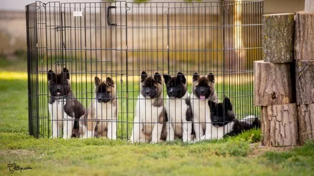Americka akita, vrhunsko leglo