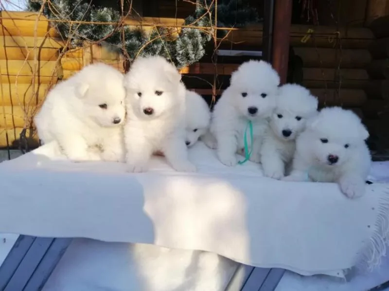 Samojed i sibirski haski stenci na prodaju