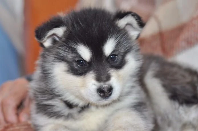 Aljaski malamut i akita inu stenci na prodaju