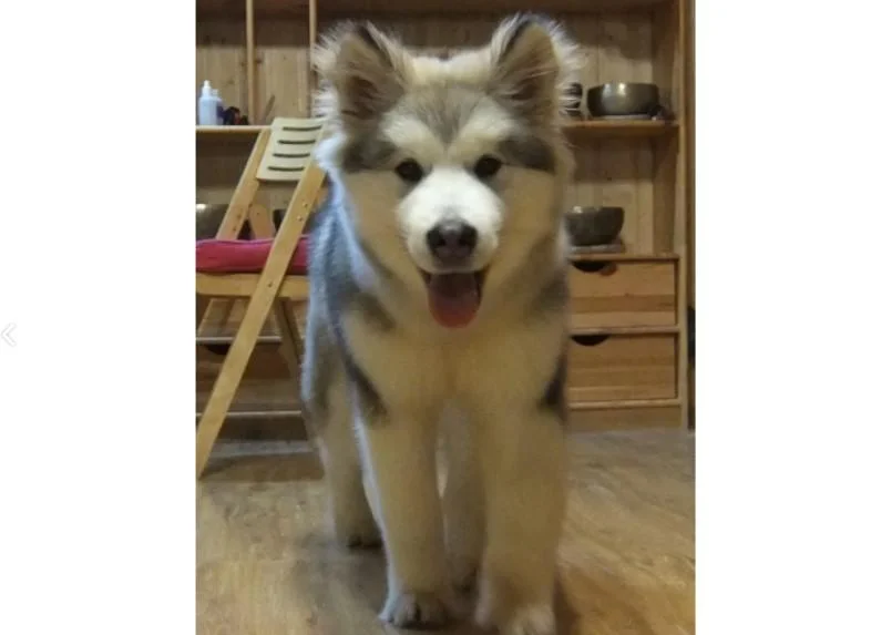 Aljaski malamut i akita inu stenci na prodaju