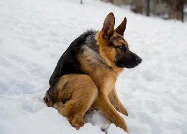 Погледнете како изледа животот на германскиот овчар Квазимодо