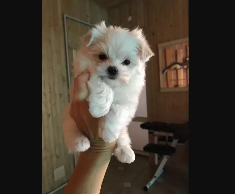 Bichon i bolonjezer stenci na prodaju