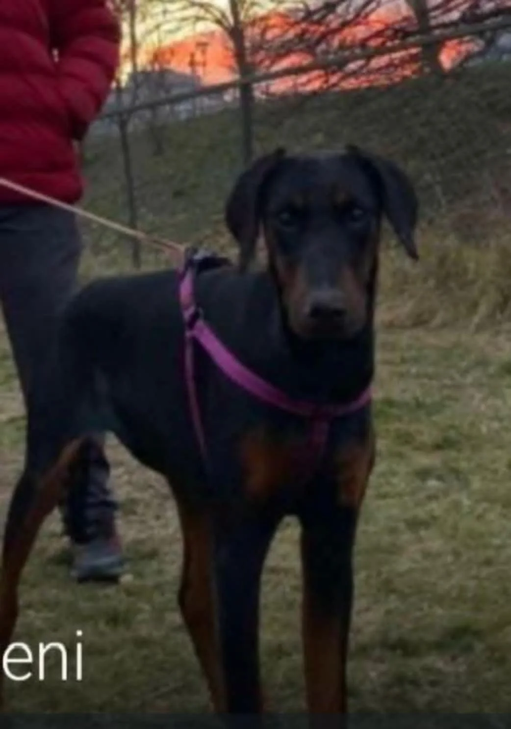 Doberman