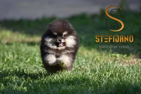Pomeranac Boo vrhunska unikatna ženkica