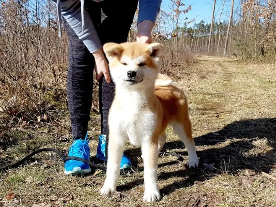 Akita inu i aljaski malamut stenci na prodaju