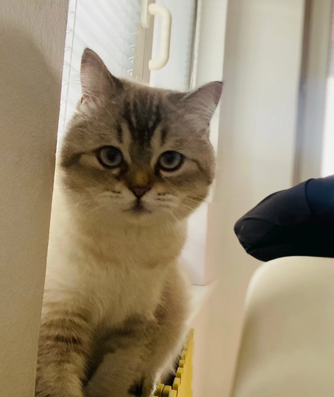 British shorthair