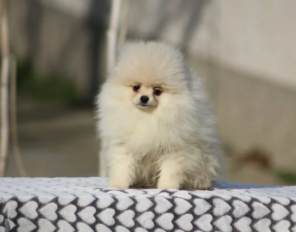 Pomeranac Boo štenci