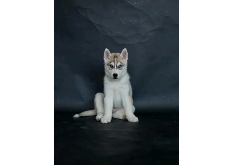 Sibirski haski i samojed stenci na prodaju