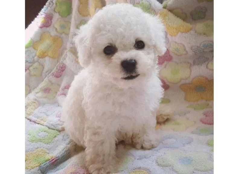 Bichon i bolonjezer stenci na prodaju
