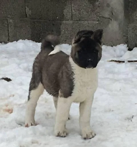 Američka Akita, prelepi štenci