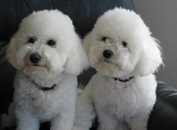 Bichon i bolonjezer stenci na prodaju