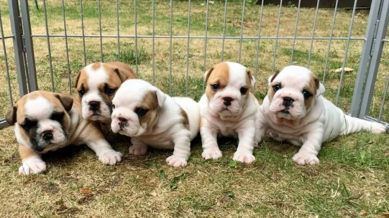 Engleski buldog i francuski buldog stenci na prodaju