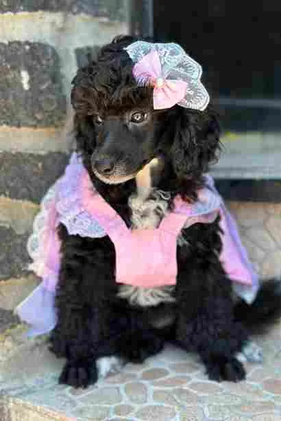 Girl black poodle------