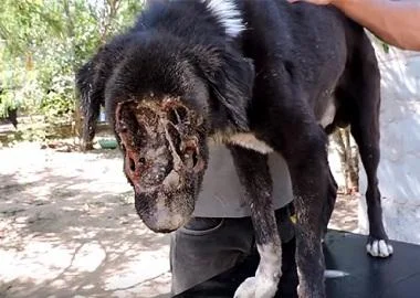 Видео: Куче со изедено лице од црви доби втора можност за живот