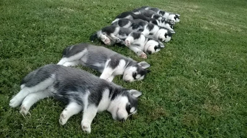 Sibirski haski i samojed stenci na prodaju